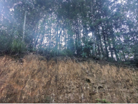 黄**拟抵押贷款涉及位于丰顺县**镇**村***、***等地面积为1,604.75亩用材林(主要树种:桉树)的抵押价值资产评估报告