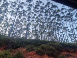 黄**拟抵押贷款涉及位于丰顺县**镇**村***、***等地面积为1,604.75亩用材林(主要树种:桉树)的抵押价值资产评估报告