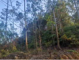 黄**拟抵押贷款涉及位于丰顺县**镇**村***、***等地面积为1,604.75亩用材林(主要树种:桉树)的抵押价值资产评估报告