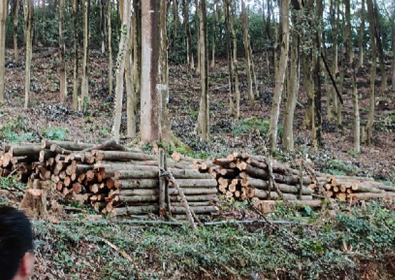 广东省******林场（广东******公园管理处）拟资产处置涉及位于广东省******林场******区的一批木材资产市场价值资产评估报告